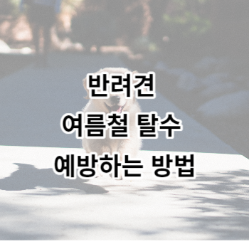 반려견 여름철 탈수 예방하는 방법