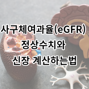 사구체여과율(eGFR) 정상수치와 신장 계산하는법