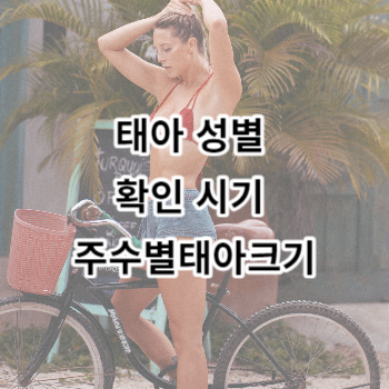 태아 성별 확인 시기 및 주수별태아크기