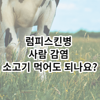 럼피스킨병 사람 감염 소고기 먹어도 되나요?