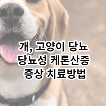 개, 고양이 당뇨 당뇨성 케톤산증 증상 치료방법