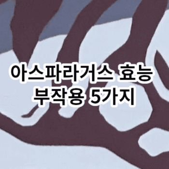 아스파라거스 효능 부작용 5가지