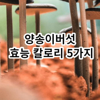 양송이버섯 효능 칼로리 5가지