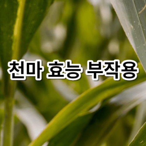 천마 효능 부작용 9가지