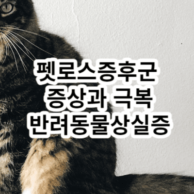 펫로스증후군 증상과 극복 반려동물상실증