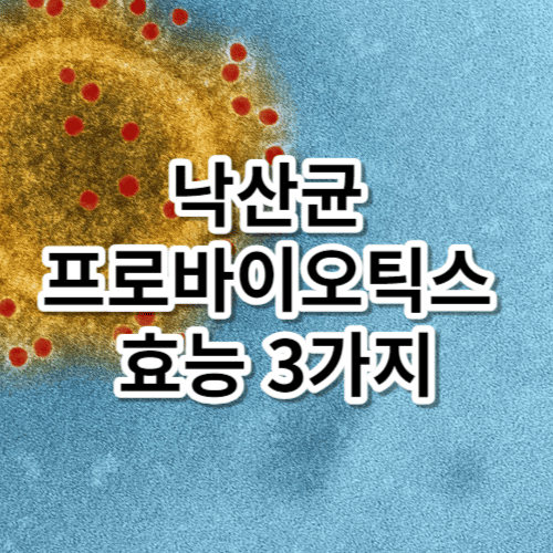 낙산균 프로바이오틱스 효능 3가지