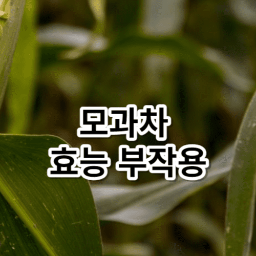 모과차 효능 부작용